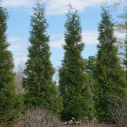Full Speed A Hedge® American Pillar Arborvitae -Lanscapes Store American Pillar Arborvitae 3