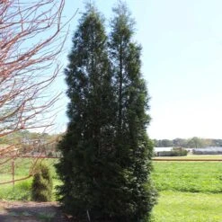 Full Speed A Hedge® American Pillar Arborvitae -Lanscapes Store American Pillar Arborvitae 5 FGT