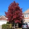 American Red Maple Tree -Lanscapes Store American Red Maple FGT 600x600 492d9cf8 88f9 4386 a55f fc705add88cf