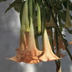 Peach Angel Trumpet -Lanscapes Store Angel Trumpet Vine 1 FGT