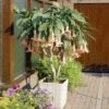 Peach Angel Trumpet -Lanscapes Store Angel Trumpet Vine FGT 600x600 31967270 e40c 40d7 961f 58f034aa9612