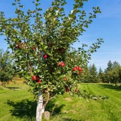 Anna Apple Tree 9 Anna Apple Tree -Lanscapes Store Anna Apple 5 18fd1efa 6104 495b b124 94041e7fae48