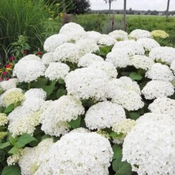 Annabelle Hydrangea Shrub -Lanscapes Store Annabelle Hydrangea 1 FGT