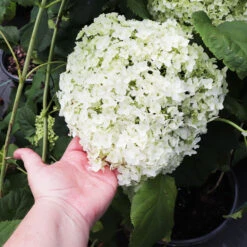 Annabelle Hydrangea Shrub -Lanscapes Store Annabelle Hydrangea 3