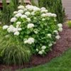 Annabelle Hydrangea Shrub -Lanscapes Store Annabelle Hydrangea FGT 600x600 a3d21665 a3bb 4898 b22d a5d51cf51abe