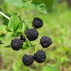 Apache Blackberry - USDA Organic 8 Apache Blackberry - USDA Organic -Lanscapes Store Apache Blackberry 450 D1 4179cffd f3d4 477a bfba 36257375e93a