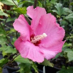 Aphrodite Rose Of Sharon Althea Shrub -Lanscapes Store Aphrodite Rose of Sharon 1