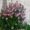Aphrodite Rose Of Sharon Althea Shrub -Lanscapes Store Aphrodite Rose of Sharon 600x600 557a84dc aec1 46e4 b6c9 ac3b30a0d8c7