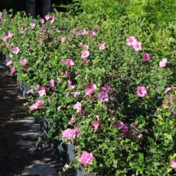 Aphrodite Rose Of Sharon Althea Shrub -Lanscapes Store Aphrodite Rose of Sharon 6 FGT