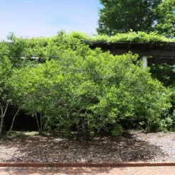 Apollo Winterberry Holly Shrub -Lanscapes Store Apollo WInterberry 2