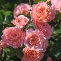 Apricot Drift® Rose -Lanscapes Store Apricot Drift Rose 2
