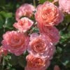 Apricot Drift® Rose -Lanscapes Store Apricot Drift Rose 600x600 b21d2c85 ec69 480e 8ebc bc87daa7cd1c
