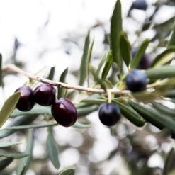 Arbequina Olive Tree - USDA Organic -Lanscapes Store Arbequina Olive 2 FGT 59db1ad0 ae94 44e8 a3fd ed29b67f0ba4