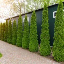 Degroot's Spire Thuja Arborvitae Tree -Lanscapes Store Arborvitae degroots Spire 6 FGT