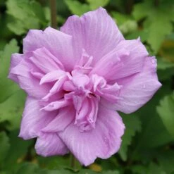 Ardens Rose Of Sharon Althea Shrub -Lanscapes Store Ardens Rose of Sharon 3