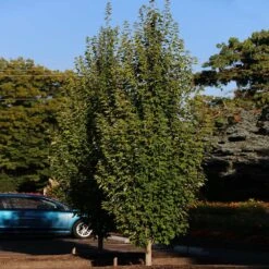 Armstrong Gold® Maple -Lanscapes Store Armstrong Gold 3