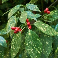 Japanese Gold Dust Aucuba Shrub -Lanscapes Store Aucuba Japonica Gold Dust 2 FGT