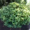 Japanese Gold Dust Aucuba Shrub 1 Japanese Gold Dust Aucuba Shrub -Lanscapes Store Aucuba Japonica Gold Dust 600x600 5fbb13f8 57d7 41a4 8038 4f2d1c089017
