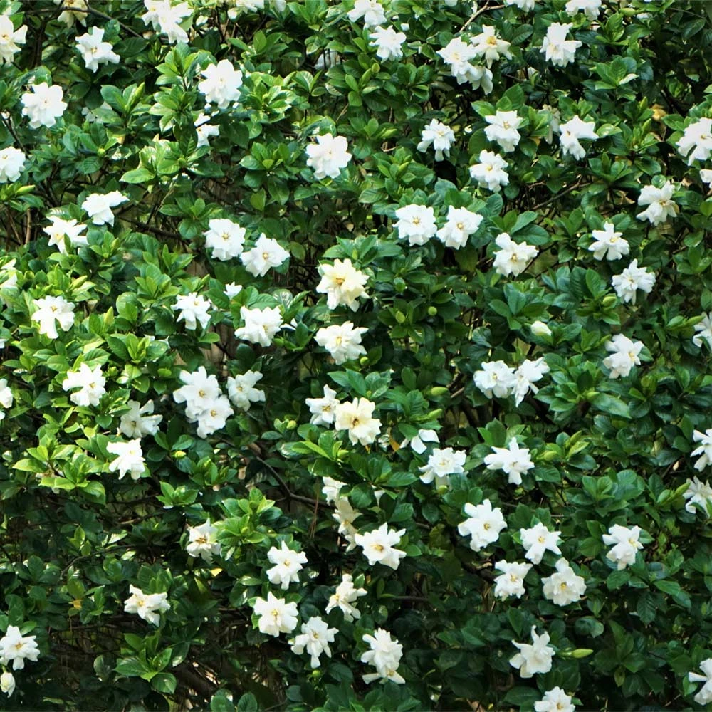 August Beauty Gardenia Shrub 4 August Beauty Gardenia Shrub - Image 2