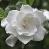 August Beauty Gardenia Shrub -Lanscapes Store August Beauty Gardenia 2 FGT