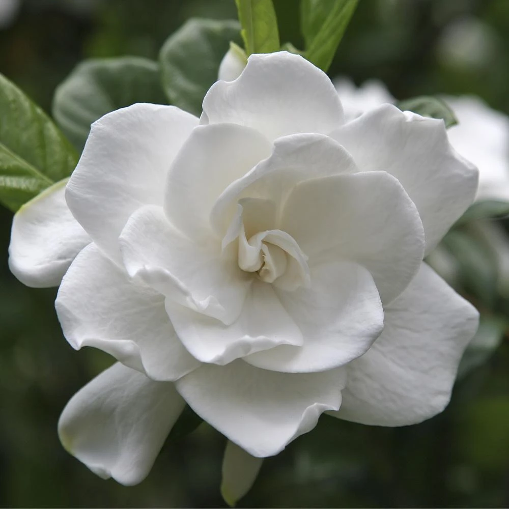 August Beauty Gardenia Shrub 3 August Beauty Gardenia Shrub