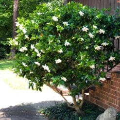 August Beauty Gardenia Shrub 11 August Beauty Gardenia Shrub -Lanscapes Store August Beauty Gardenia 3 FGT