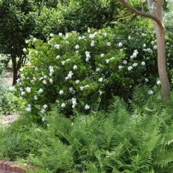 August Beauty Gardenia Shrub 10 August Beauty Gardenia Shrub -Lanscapes Store August Beauty Gardenia 4 FGT