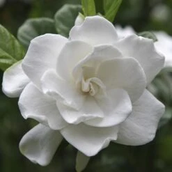 August Beauty Gardenia Shrub 9 August Beauty Gardenia Shrub -Lanscapes Store August Beauty Gardenia FGT 600x600 bef31f7d 4b59 484e a528 14d16f570e49
