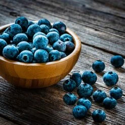 Aurora Blueberry Bush - USDA Organic -Lanscapes Store Aurora Blueberry 4 dc5a7e17 d7e4 4799 b1b9 177f422f6847