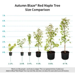 Autumn Blaze® Red Maple Tree -Lanscapes Store Autumn Blaze Red Maple Size Comparison ugc test