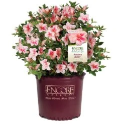 Autumn Belle® Encore® Azalea Shrub -Lanscapes Store Autumn Belle Encore Azalea 1