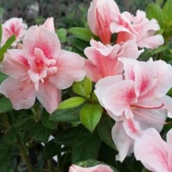 Autumn Belle® Encore® Azalea Shrub -Lanscapes Store Autumn Belle Encore Azalea FGT 3