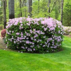 Autumn Belle® Encore® Azalea Shrub -Lanscapes Store Autumn Belle Encore Azalea FGT 5