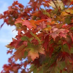 Autumn Blaze® Red Maple Tree -Lanscapes Store Autumn Blaze Maple 1 FGT 02e73945 a16c 4061 b9a0 6b4cb44f5bb6