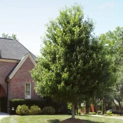 Autumn Blaze® Red Maple Tree -Lanscapes Store Autumn Blaze Maple 2 FGT