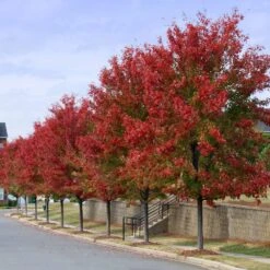 Autumn Blaze® Red Maple Tree -Lanscapes Store Autumn Blaze Maple 3 FGT