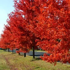 Autumn Blaze® Red Maple Tree -Lanscapes Store Autumn Blaze Maple FGT