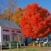 Autumn Blaze® Red Maple Tree 2 Autumn Blaze® Red Maple Tree -Lanscapes Store Autumn Blaze Maple FGT 600x600 ff448029 ba05 4007 837e f320ae56420e
