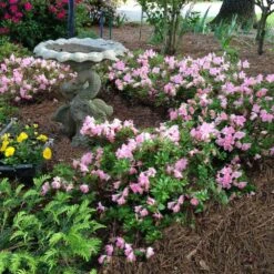 Autumn Debutante® Encore® Azalea -Lanscapes Store Autumn Debutante Encore 1
