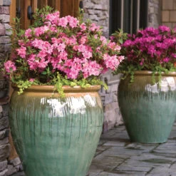 Autumn Debutante® Encore® Azalea -Lanscapes Store Autumn Debutante Encore 3