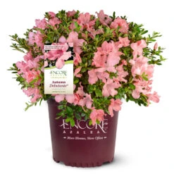 Autumn Debutante® Encore® Azalea -Lanscapes Store Autumn Debutante Encore 4