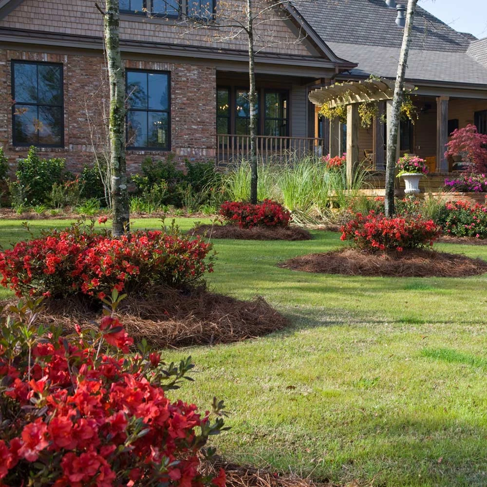 Autumn Embers® Encore® Azalea 5 Autumn Embers® Encore® Azalea - Image 3