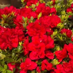 Autumn Bonfire® Encore® Azalea -Lanscapes Store Autumn Encore Bonfire Azaleas 1