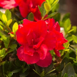 Autumn Bonfire® Encore® Azalea -Lanscapes Store Autumn Encore Bonfire Azaleas 3