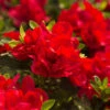 Autumn Bonfire® Encore® Azalea -Lanscapes Store Autumn Encore Bonfire Azaleas FGT 600x600 147cd5f8 8f45 4bd9 8912 f2d9ab08b90f