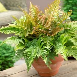 Sunset Hues House Plant Kit -Lanscapes Store Autumn Fern 1 4cb64db0 0944 4a6e a0be 5101c594c915