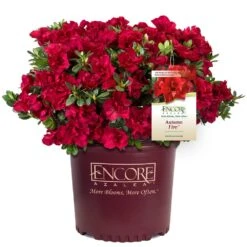 Autumn Fire® Encore® Azalea Shrub 12 Autumn Fire® Encore® Azalea Shrub -Lanscapes Store Autumn Fire Encore Azalea 1