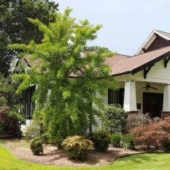 Autumn Gold Ginkgo Tree -Lanscapes Store Autumn Gold Ginkgo Biloba 1 FGT