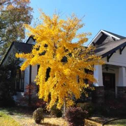 Autumn Gold Ginkgo Tree -Lanscapes Store Autumn Gold Ginkgo Biloba 8