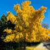 Autumn Gold Ginkgo Tree -Lanscapes Store Autumn Gold Ginkgo Biloba FGT 600x600 c5e614ed b912 42be 88d8 3707ca840882